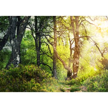 Lais Puzzle - Zauberwald - 100, 200, 500 & 1.000 Teile