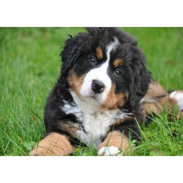 Lais Puzzle - Berner Sennenhund - 1.000 Teile