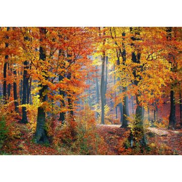 Lais Puzzle - Waldlandschaft im Herbst - 1.000 Teile