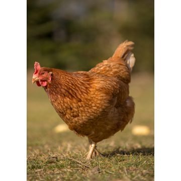 Lais Puzzle - Huhn - 1.000 Teile