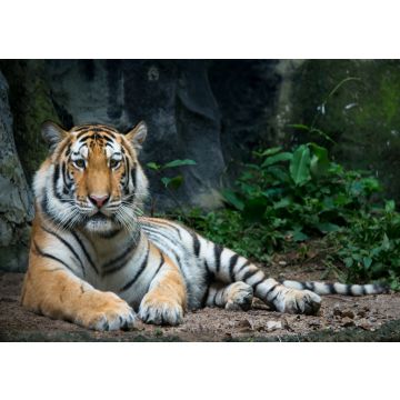 Lais Puzzle - Tiger - 100, 200, 500 & 1.000 Teile