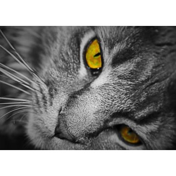 Lais Puzzle - Katze - 1.000 Teile