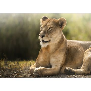 Lais Puzzle - Löwin - 1.000 Teile