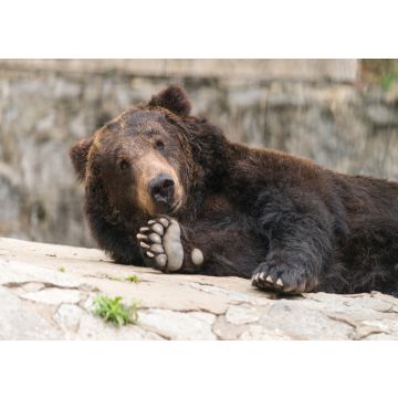 Lais Puzzle - Bär - 100, 200, 500 & 1.000 Teile
