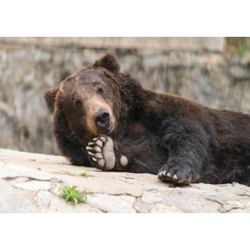 Lais Puzzle - Bär - 1.000 Teile