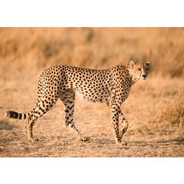 Lais Puzzle - Gepard - 500 & 1.000 Teile