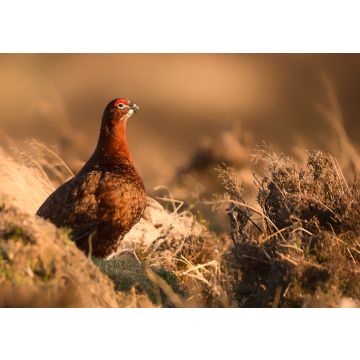 Lais Puzzle - Moorschneehuhn - 100, 200, 500 & 1.000 Teile