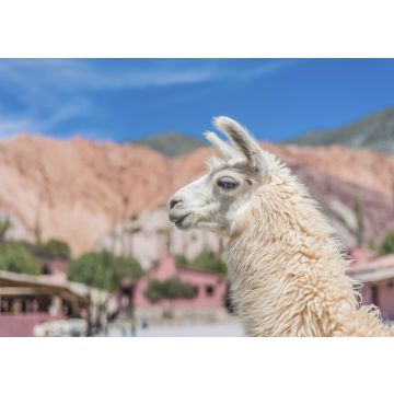 Lais Puzzle - Lama - 100, 200, 500 & 1.000 Teile