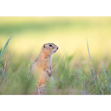 Lais Puzzle - Erdhörnchen - 100, 200, 500 & 1.000 Teile