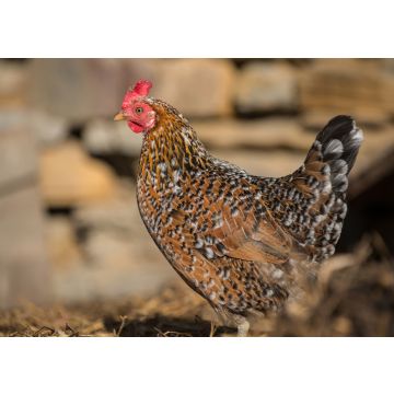 Lais Puzzle - Huhn - 100, 200, 500 & 1.000 Teile