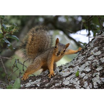 Lais Puzzle - Eichhörnchen posiert - 100, 200, 500 & 1.000 Teile