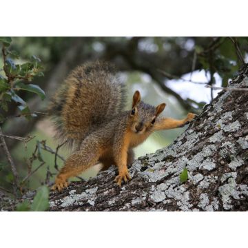 Lais Puzzle - Eichhörnchen posiert - 1.000 Teile