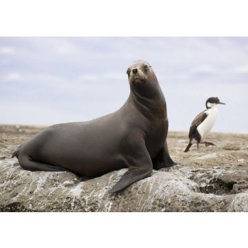 Lais Puzzle - Südamerikanischer Seelöwe - 100, 200, 500 & 1.000 Teile