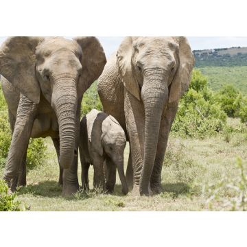 Lais Puzzle - Elefantenfamilie - 100, 200, 500 & 1.000 Teile