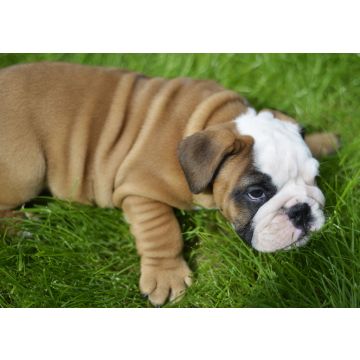 Lais Puzzle - Bulldogge - 100, 200, 500 & 1.000 Teile