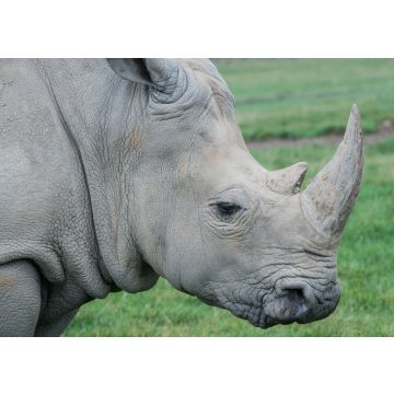 Lais Puzzle - Nashorn - 100, 200, 500 & 1.000 Teile