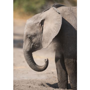 Lais Puzzle - Junger Elefant im Serengeti Nationalpark - 100, 200, 500 & 1.000 Teile
