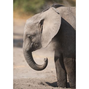 Lais Puzzle - Junger Elefant im Serengeti Nationalpark - 1.000 Teile