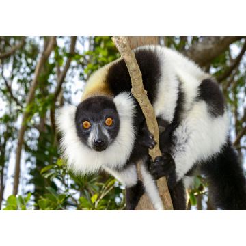 Lais Puzzle - Lemur - 100, 200, 500 & 1.000 Teile