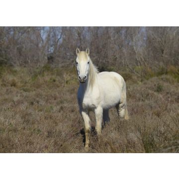 Lais Puzzle - Camargue-Pferd - 100, 200, 500 & 1.000 Teile