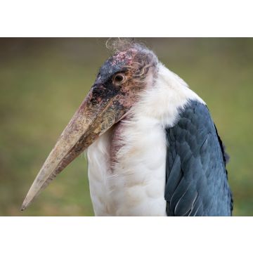 Lais Puzzle - Marabu - 100, 200, 500 & 1.000 Teile