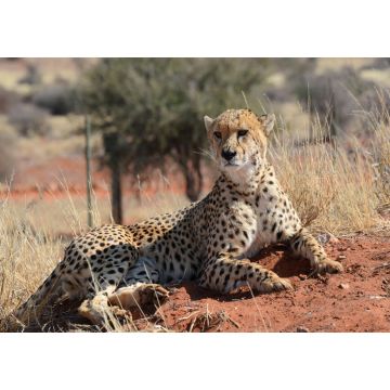 Lais Puzzle - Gepard - 1.000 Teile