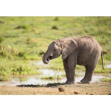 Lais Puzzle - Junger afrikanischer Elefant - 100, 200, 500 & 1.000 Teile