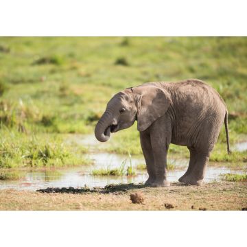 Lais Puzzle - Junger afrikanischer Elefant - 1.000 Teile