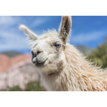 Lais Puzzle - Lama - 1.000 Teile
