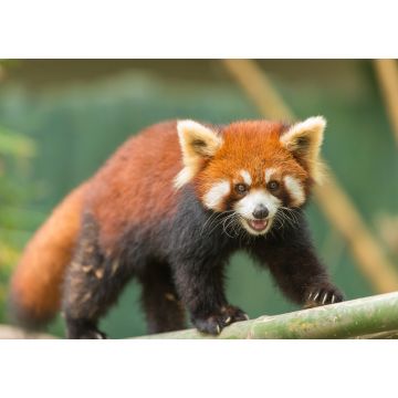 Lais Puzzle - Kleiner Panda - 1.000 Teile