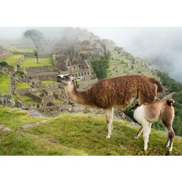 Lais Puzzle - Trinkendes Lama bei Machu Picchu - 100, 200, 500 & 1.000 Teile