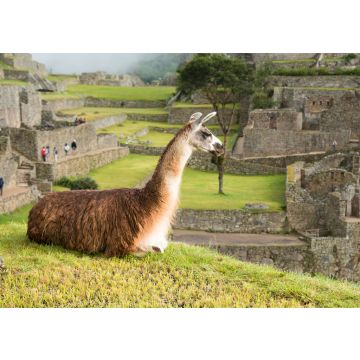 Lais Puzzle - Lama in Machu Picchu - 100, 200, 500 & 1.000 Teile