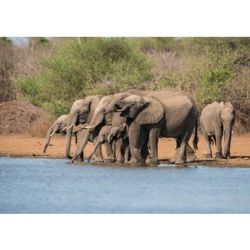 Lais Puzzle - Herde Elefanten im Krüger Nationalpark - 100, 200, 500 & 1.000 Teile