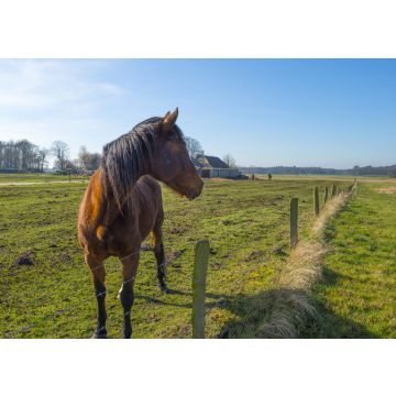 Lais Puzzle - Pferd auf sonniger Wiese im Winter - 100, 200, 500 & 1.000 Teile