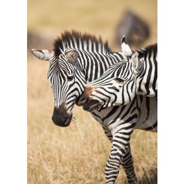 Lais Puzzle - Zebras im Serengeti Nationalpark - 100, 200, 500 & 1.000 Teile