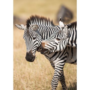 Lais Puzzle - Zebras im Serengeti Nationalpark - 1.000 Teile