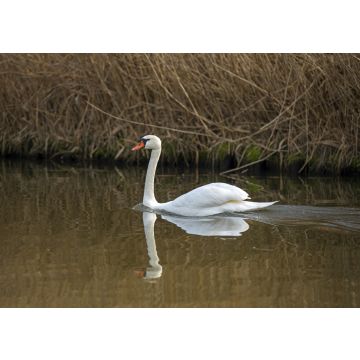 Lais Puzzle - Schwimmender Schwan - 100, 200, 500 & 1.000 Teile