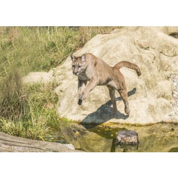 Lais Puzzle - Springender Puma - 100, 200, 500 & 1.000 Teile