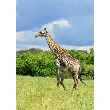 Lais Puzzle - Giraffe - 1.000 Teile