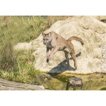 Lais Puzzle - Springender Puma - 1.000 Teile