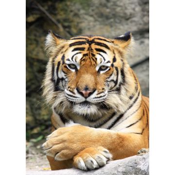 Lais Puzzle - Tiger - 500 & 1.000 Teile