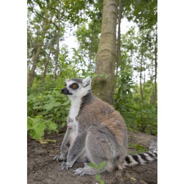 Lais Puzzle - Lemur - 100, 200, 500 & 1.000 Teile