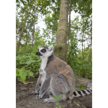 Lais Puzzle - Lemur - 1.000 Teile