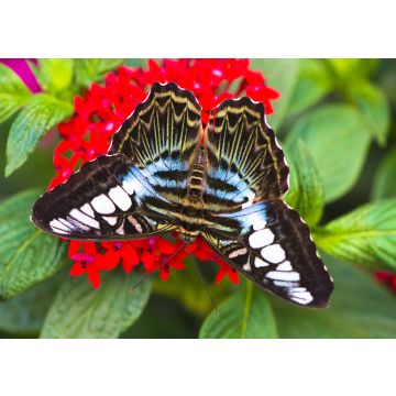 Lais Puzzle - Schmetterling - 100, 200, 500 & 1.000 Teile