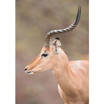 Lais Puzzle - Impala Antilope - 100, 200, 500 & 1.000 Teile