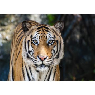 Lais Puzzle - Bengalischer Tiger - 1.000 Teile