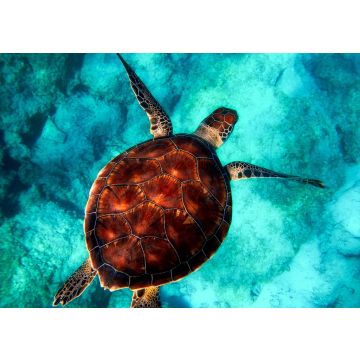 Lais Puzzle - Schildkröte - 500 & 1.000 Teile