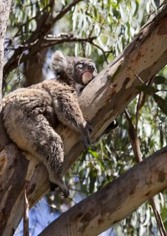 Lais Puzzle - Koala Australien - 1.000 Teile