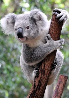 Lais Puzzle - Koala Australien - 100, 200, 500 & 1.000 Teile