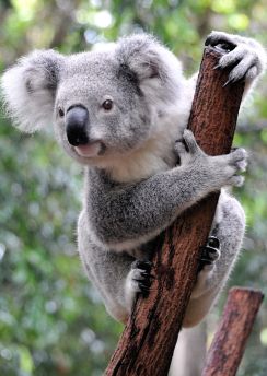 Lais Puzzle - Koala Australien - 100 & 200 Teile